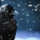 Winterpause Orange Raven